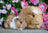 Ravensburger Puzzle 2 x 12pc - Guinea Pigs & Bunnies