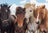 Ravensburger Puzzle 2 x 24pc - Horse Friends