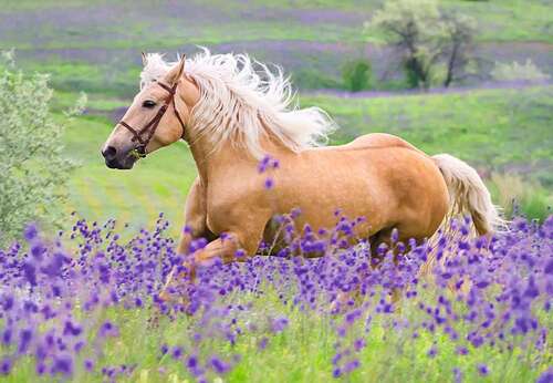 Ravensburger Puzzle 2 x 24pc - Horse Friends