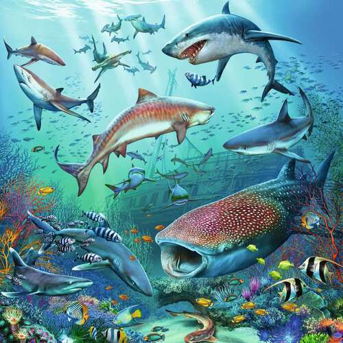 Ravensburger Puzzle 3 x 49pc - Ocean Life