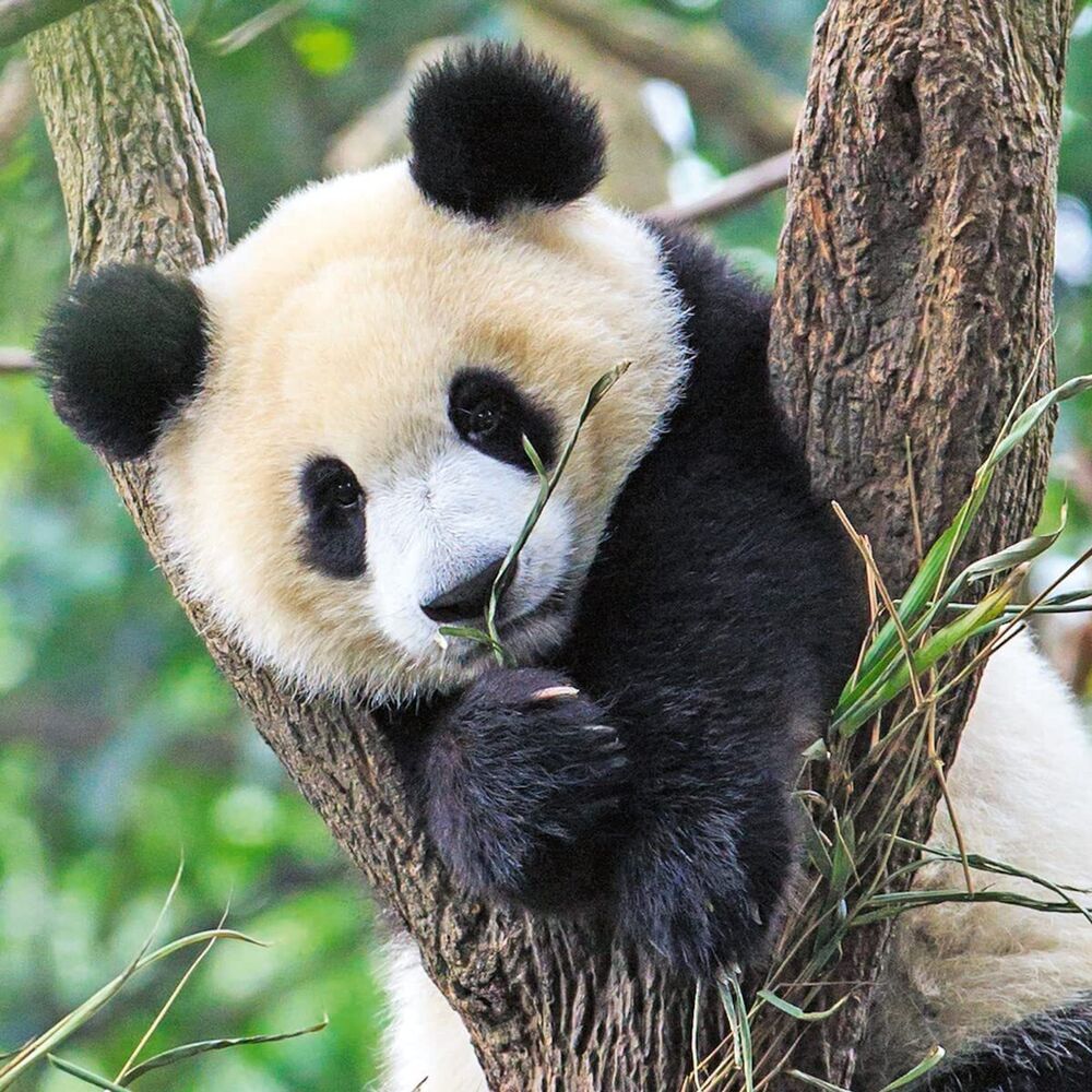 Ravensburger Puzzle 3x49pc - Panda, Lion and Tiger