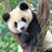 Ravensburger Puzzle 3x49pc - Panda, Lion and Tiger