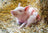 Ravensburger Puzzle 2x12pc - Farm Animals