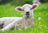 Ravensburger Puzzle 2x12pc - Farm Animals