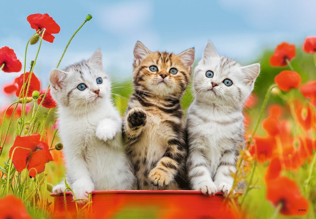 Ravensburger Puzzle 2 x 12pc - Kitten Adventures