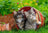 Ravensburger Puzzle 2 x 12pc - Kitten Adventures