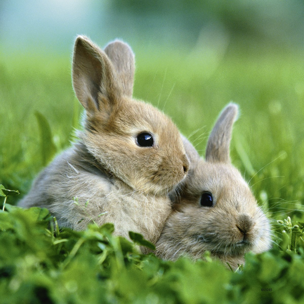 Ravensburger Puzzle 3 x 49pc - Cute Bunnies