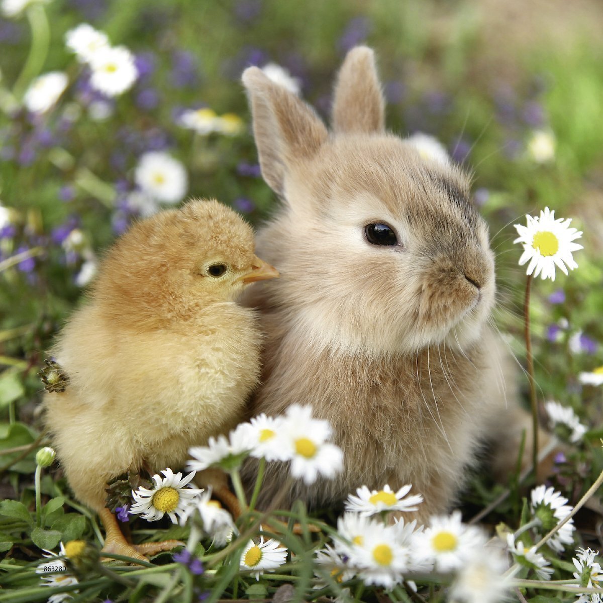 Ravensburger Puzzle 3 x 49pc - Cute Bunnies