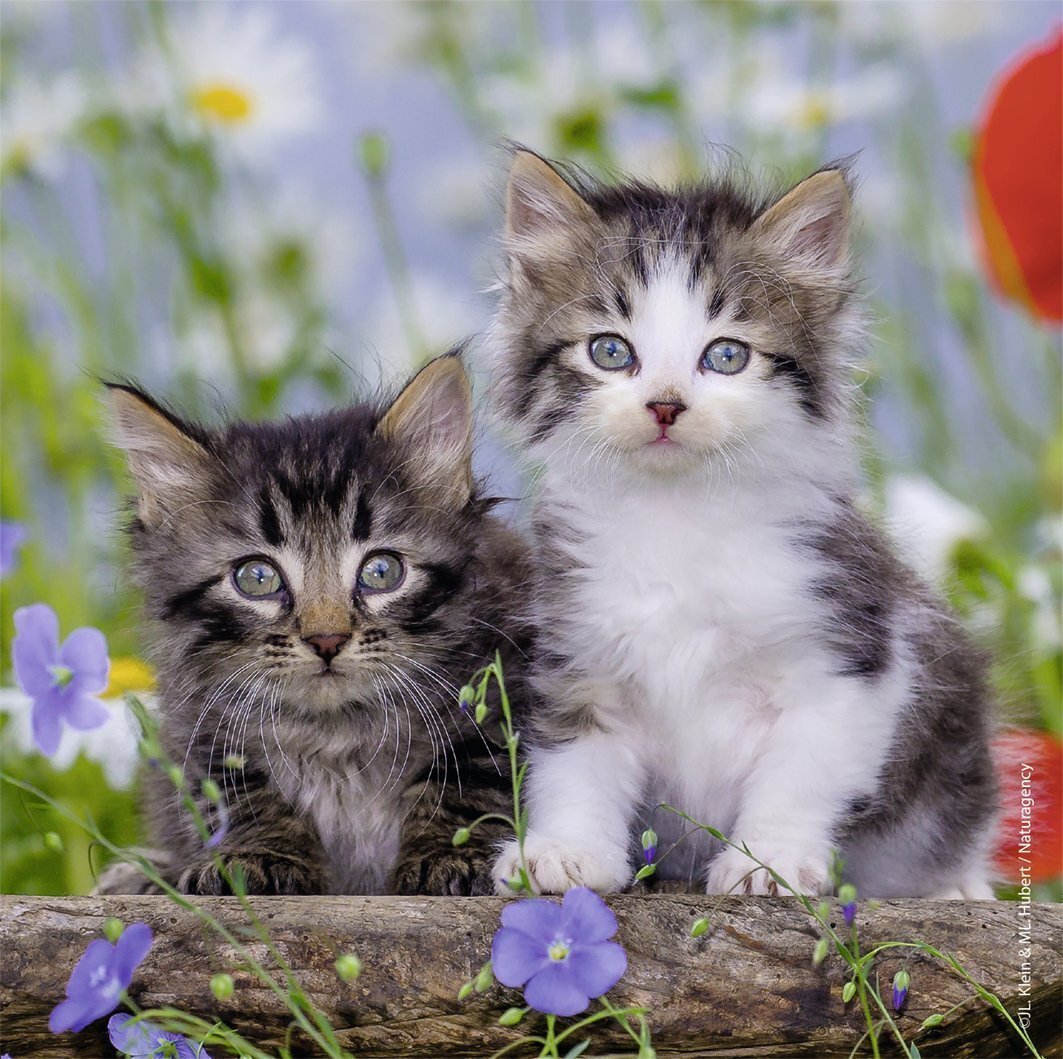 Ravensburger Puzzle 3 x 49pc - Kittens