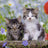 Ravensburger Puzzle 3 x 49pc - Kittens