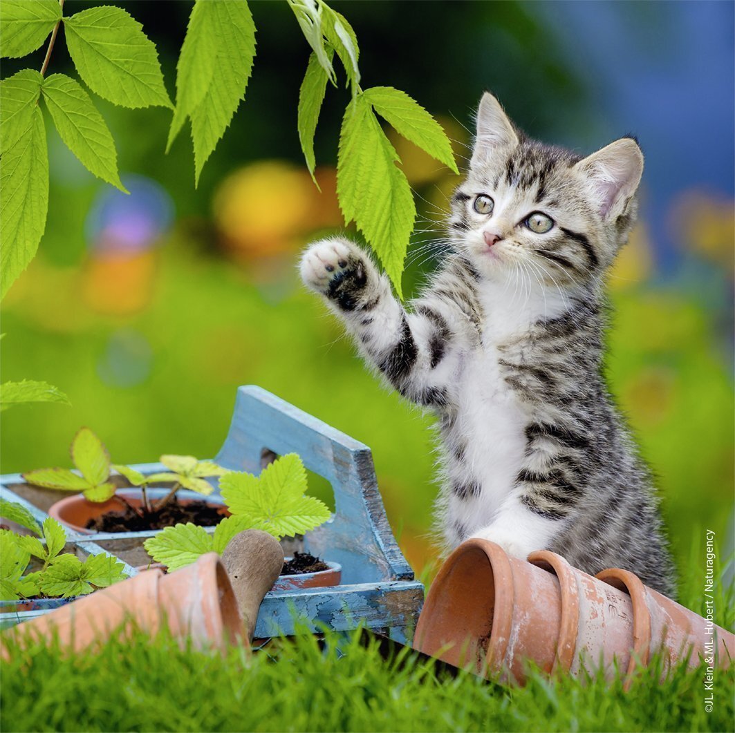 Ravensburger Puzzle 3 x 49pc - Kittens