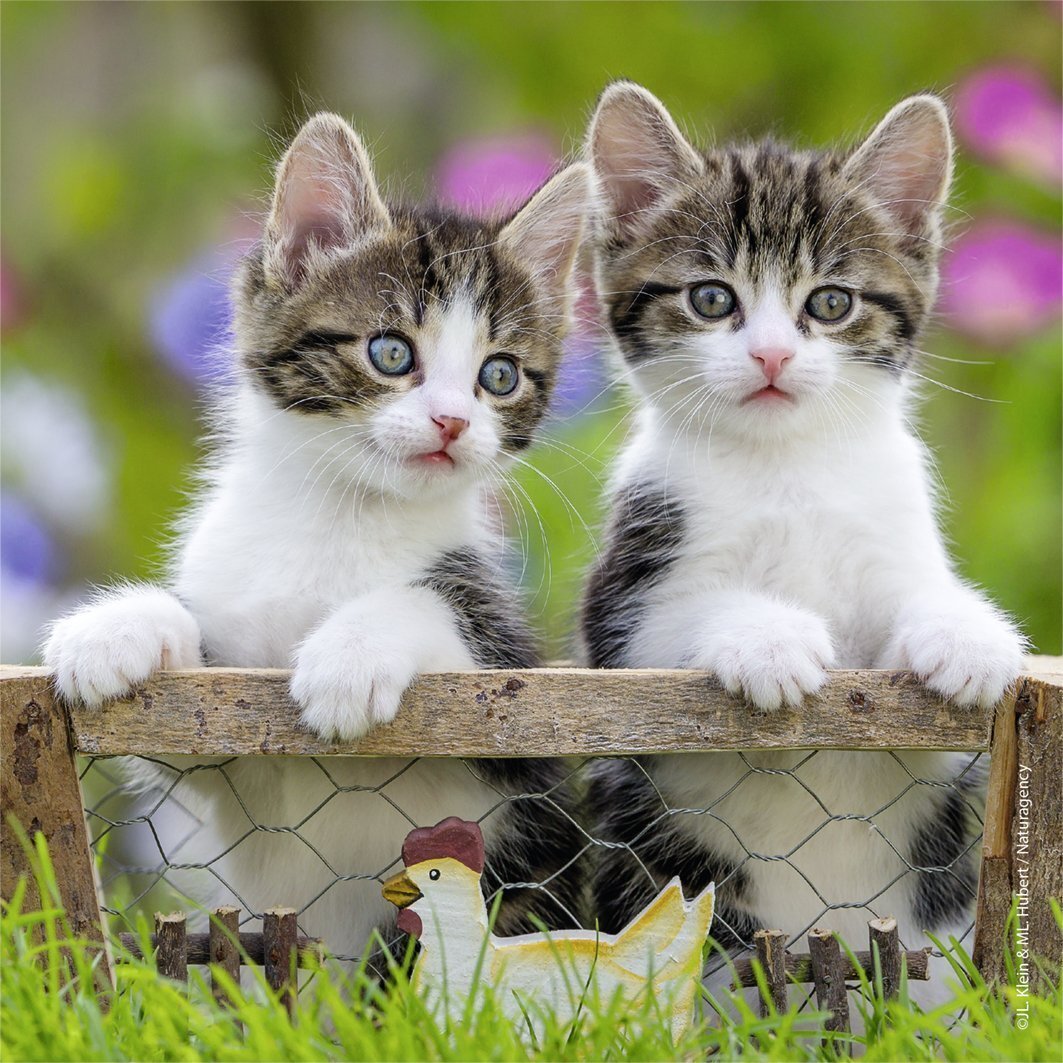 Ravensburger Puzzle 3 x 49pc - Kittens