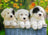 Ravensburger Puzzle 200pc XXL - Cuddly Puppies