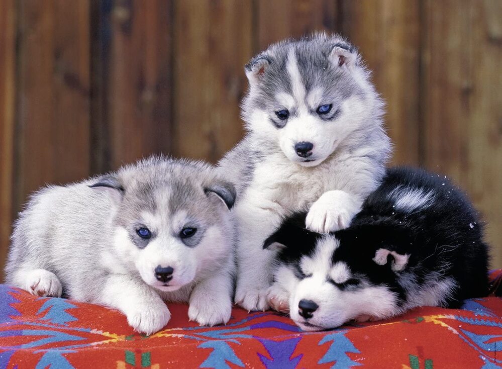 Ravensburger Puzzle 200pc - Huskie Puppies