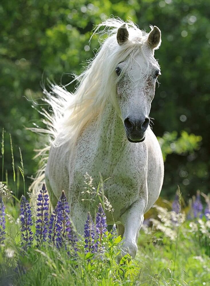Ravensburger Puzzle 100pc XXL - Horse in Flowers