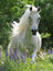 Ravensburger Puzzle 100pc XXL - Horse in Flowers