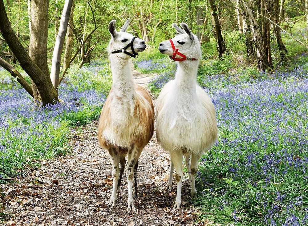 Ravensburger Puzzle 100pc XXL - Llama Love