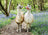 Ravensburger Puzzle 100pc XXL - Llama Love