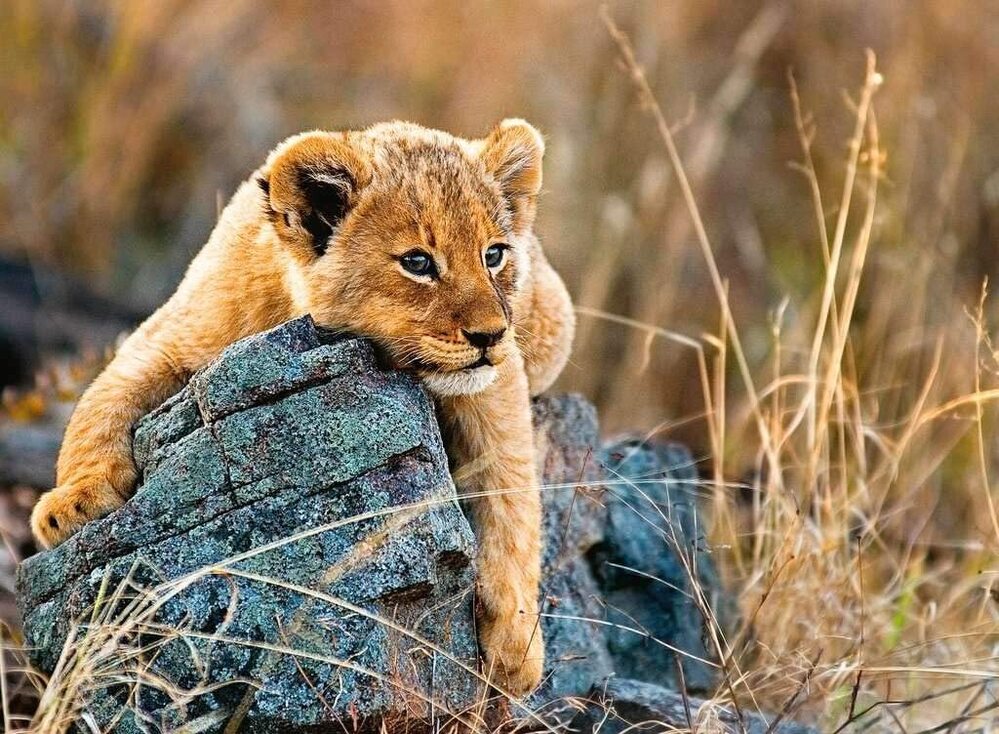 Ravensburger Puzzle 200pc XXL - Little Lion