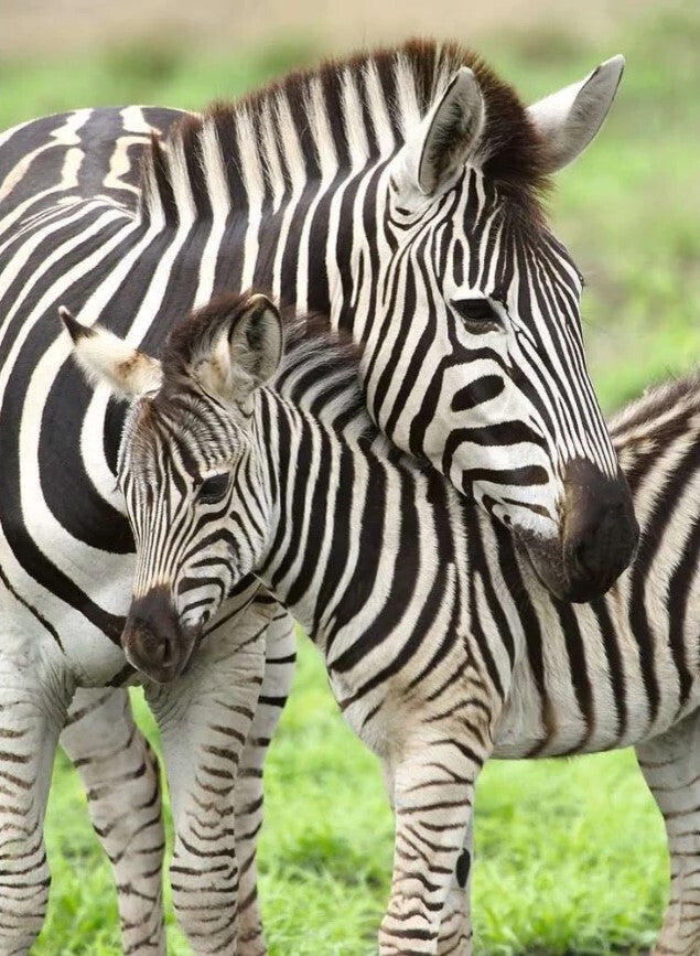Ravensburger Puzzle 300pc XXL - Zebra Love