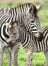 Ravensburger Puzzle 300pc XXL - Zebra Love