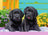 Ravensburger Puzzle 300pc XXL - Puppy Life