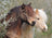 Ravensburger Puzzle 150pc XXL - Perfect Ponies
