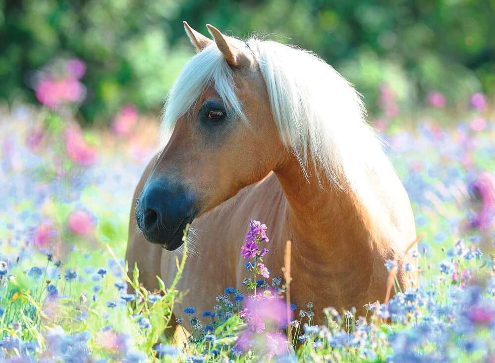 Ravensburger Puzzle 300pc XXL - Wildflower Pony