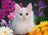 Ravensburger Puzzle 100pc XXL - Glitter Cat