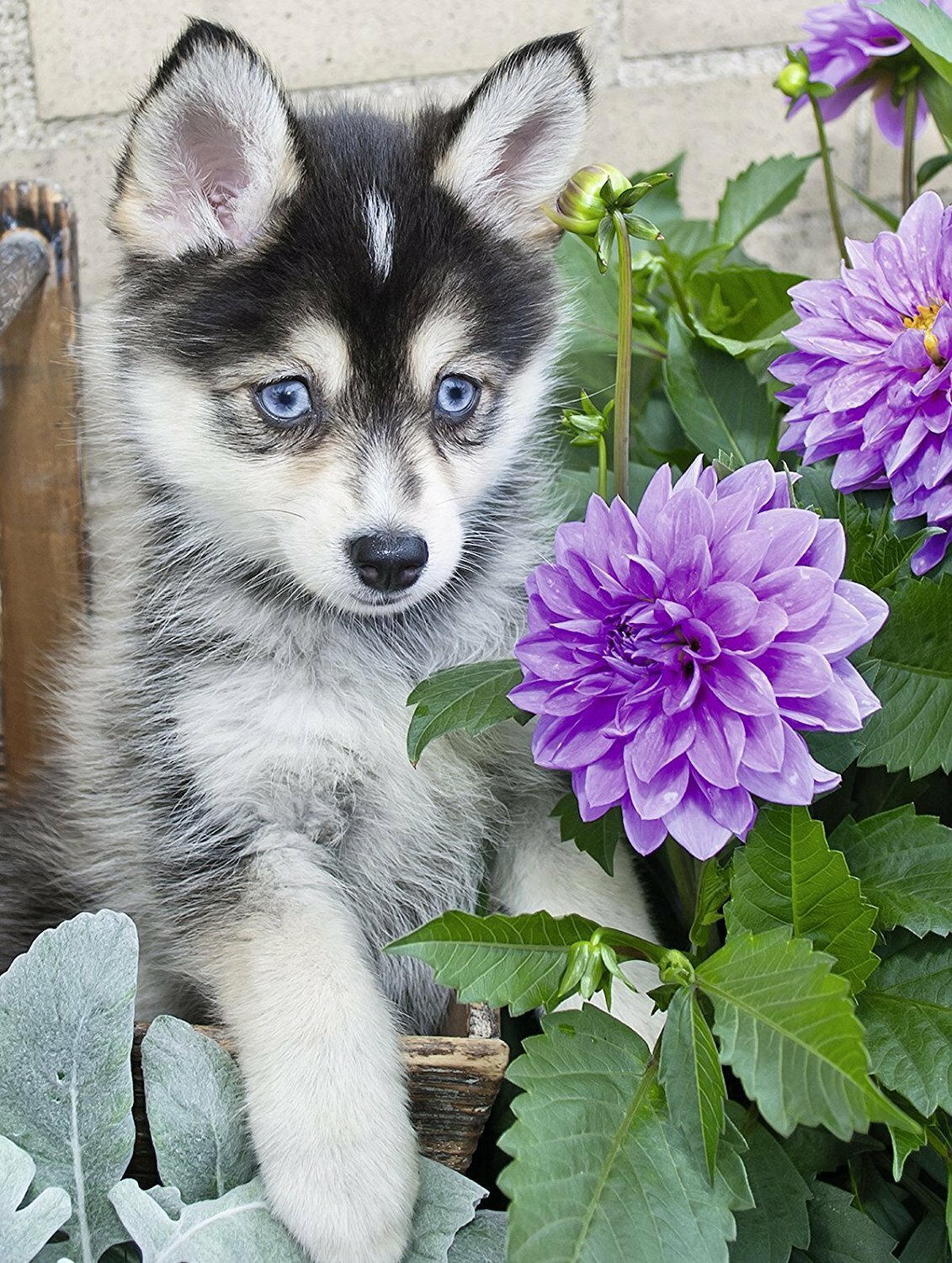 Ravensburger Puzzle 500pc - Cute Husky