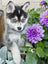 Ravensburger Puzzle 500pc - Cute Husky