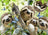 Ravensburger Puzzle 500pc - Sloth Selfie