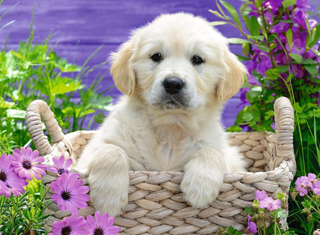 Ravensburger Puzzle 500pc - Sweet Golden Retriever