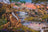 Ravensburger Puzzle 3000pc - Animal Kingdom