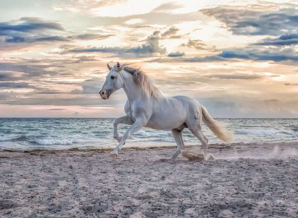Ravensburger Puzzle 500pc - Evening Gallop