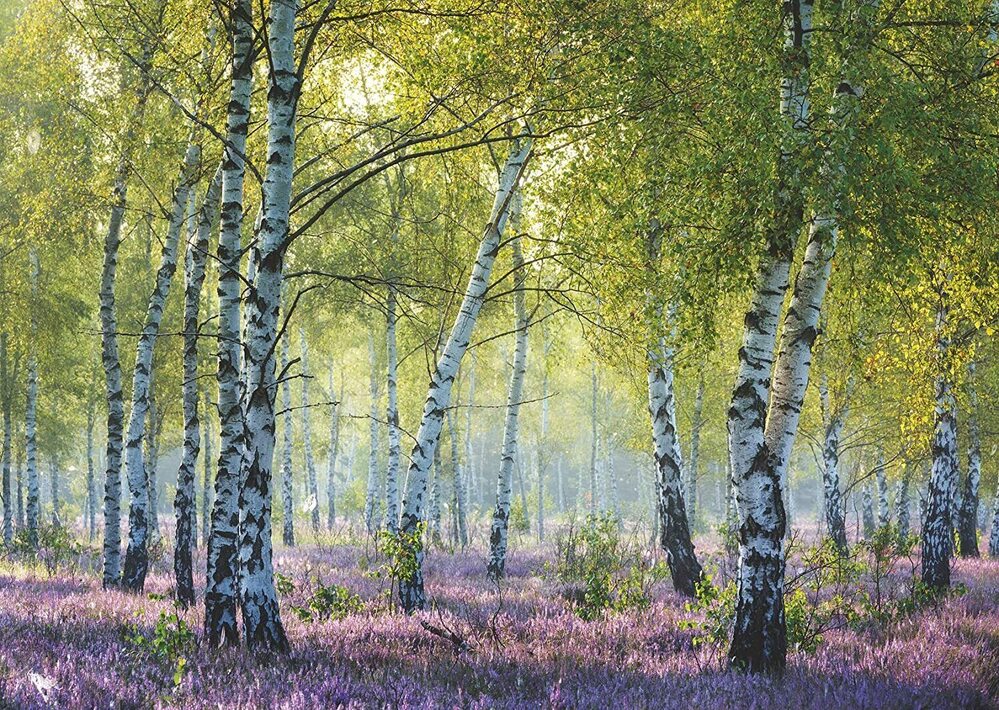 Ravensburger Puzzle 1000pc - Birch Forest