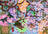 Ravensburger Puzzle 1000pc - Cherry Blossom Time