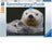 Ravensburger Puzzle 500pc - Adorable Little Otter