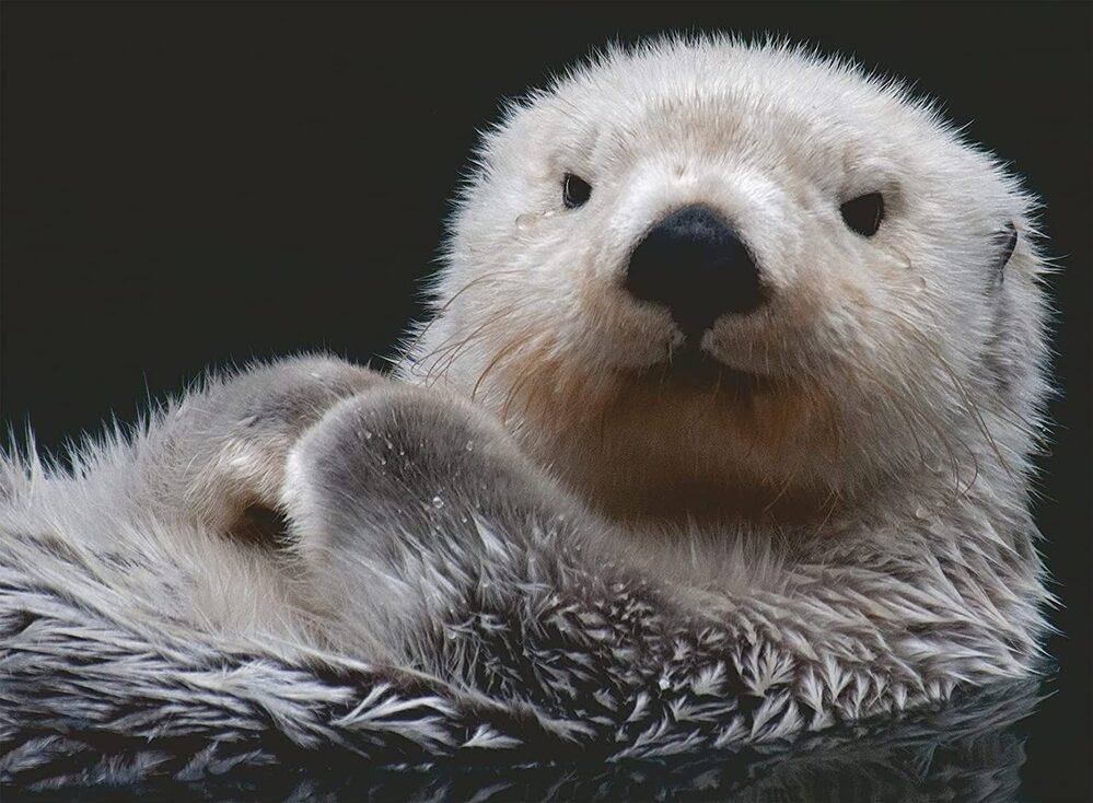 Ravensburger Puzzle 500pc - Adorable Little Otter