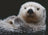 Ravensburger Puzzle 500pc - Adorable Little Otter
