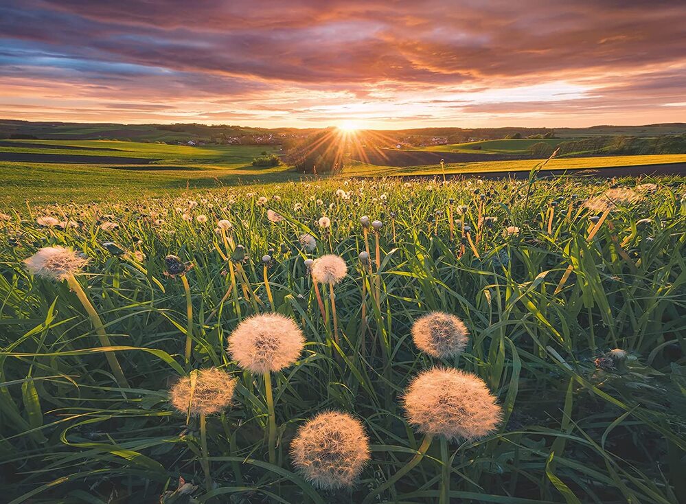 Ravensburger Puzzle 500pc - Dandelions at Sunset