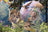 Ravensburger Puzzle 3000pc - Lady of the Forest