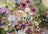 Ravensburger Puzzle 1000pc - Splendid Flower Love