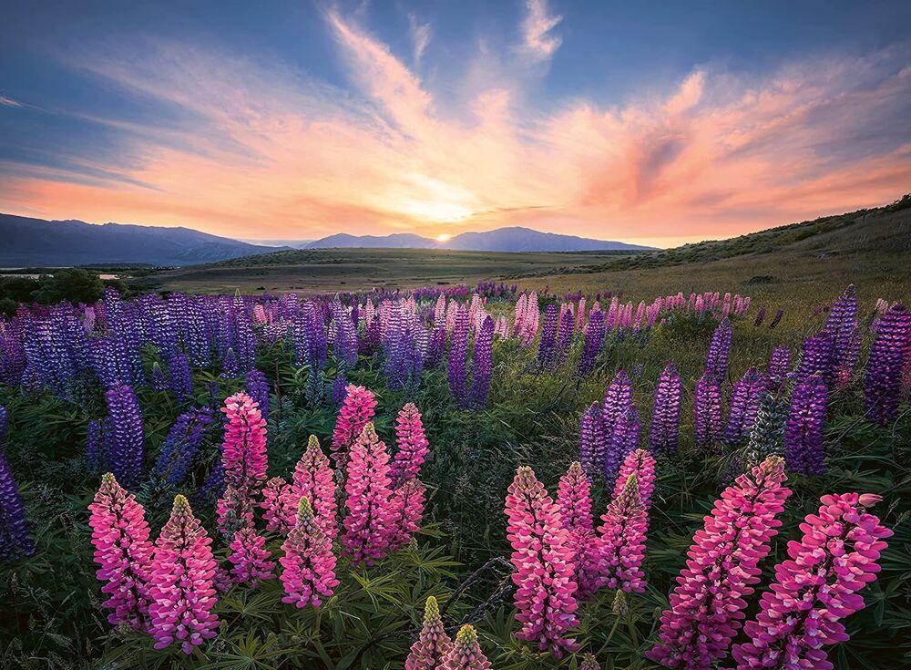 Ravensburger Puzzle 500pc - Lupines