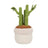 Greenhouse by Russ Plant Plush - Malia the Bamboo 12inch