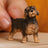 Schleich Farm World - Wire-Haired Dachshund