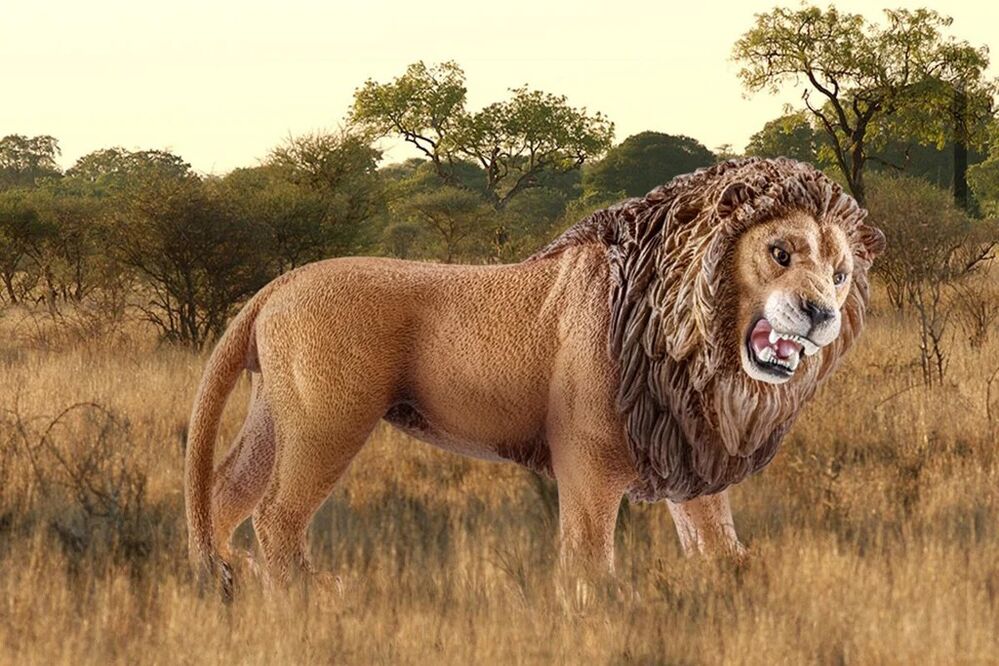Schleich Wild Life - Lion roaring