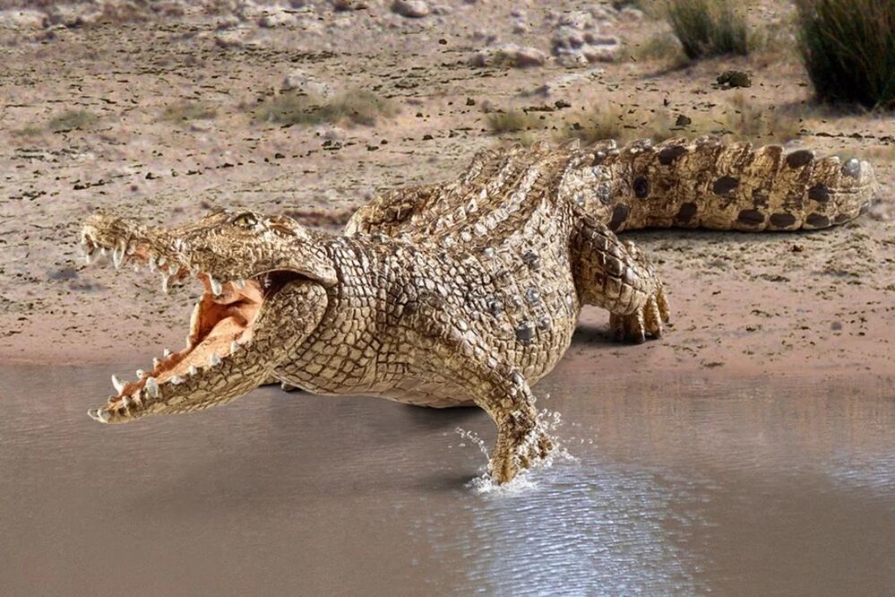 Schleich Wild Life - Crocodile