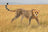 Schleich Wild Life - Cheetah female