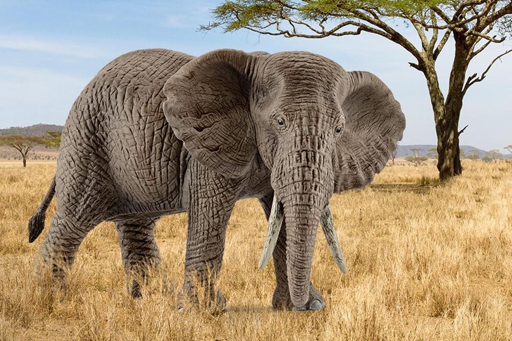 Schleich Wild Life - African Elephant Female